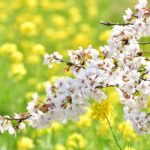 コロナ感染症対策について
