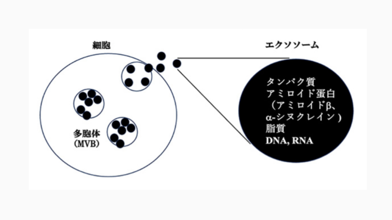 エクソソームが気になる⁉︎